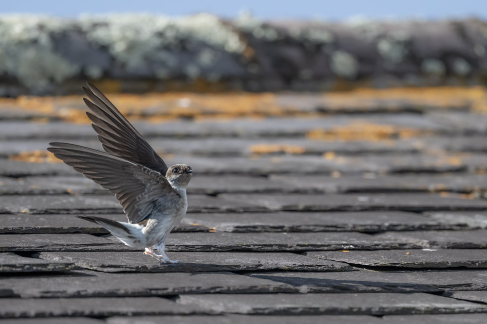 A young House Martin lands on a lichen-encrusted slate roof, with its wings outstretched. 