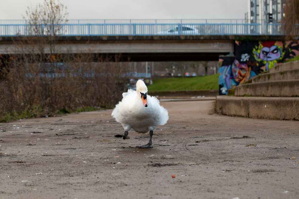 A Mute Swan walking along a canal towpath with graffiti in the background.