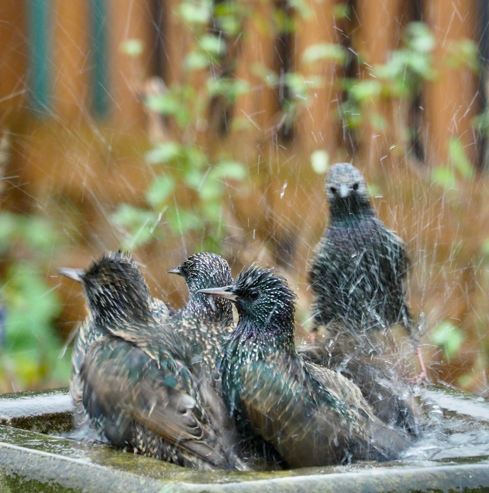 Four Starlings with iridescent green and purple plumage bathe in a bird bath, surrounded by water droplets.