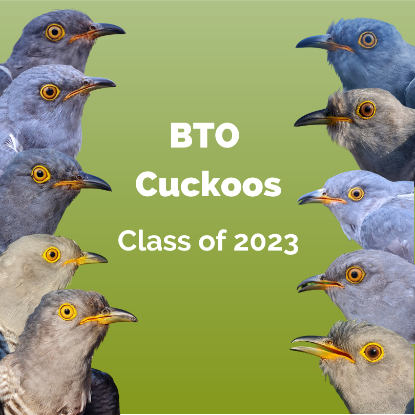 Cuckoos Class of 2023. Link to Cuckoo Tracking Project. 