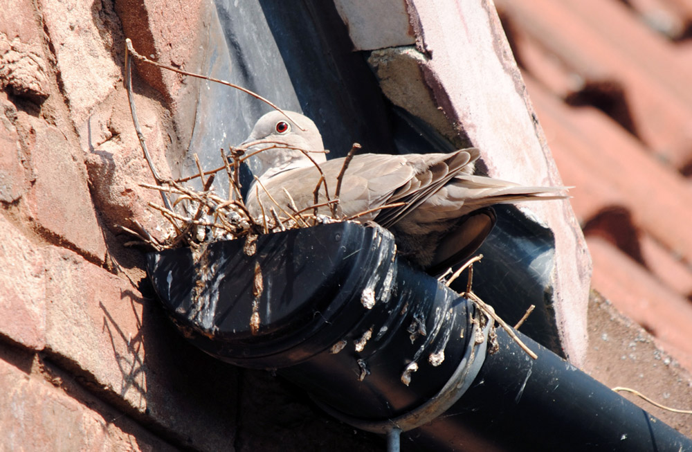 Collared Dove on a nest.