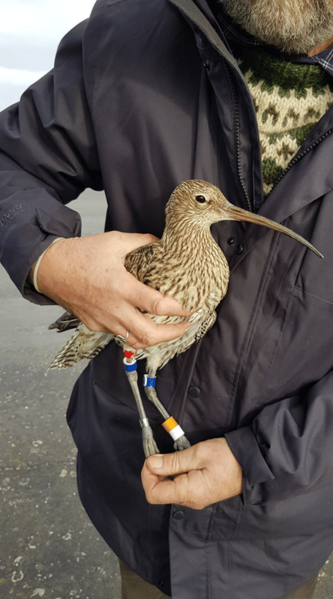 Colour ringing schemes generate valuable data about our breeding wader populations. Photo by Sam Franks