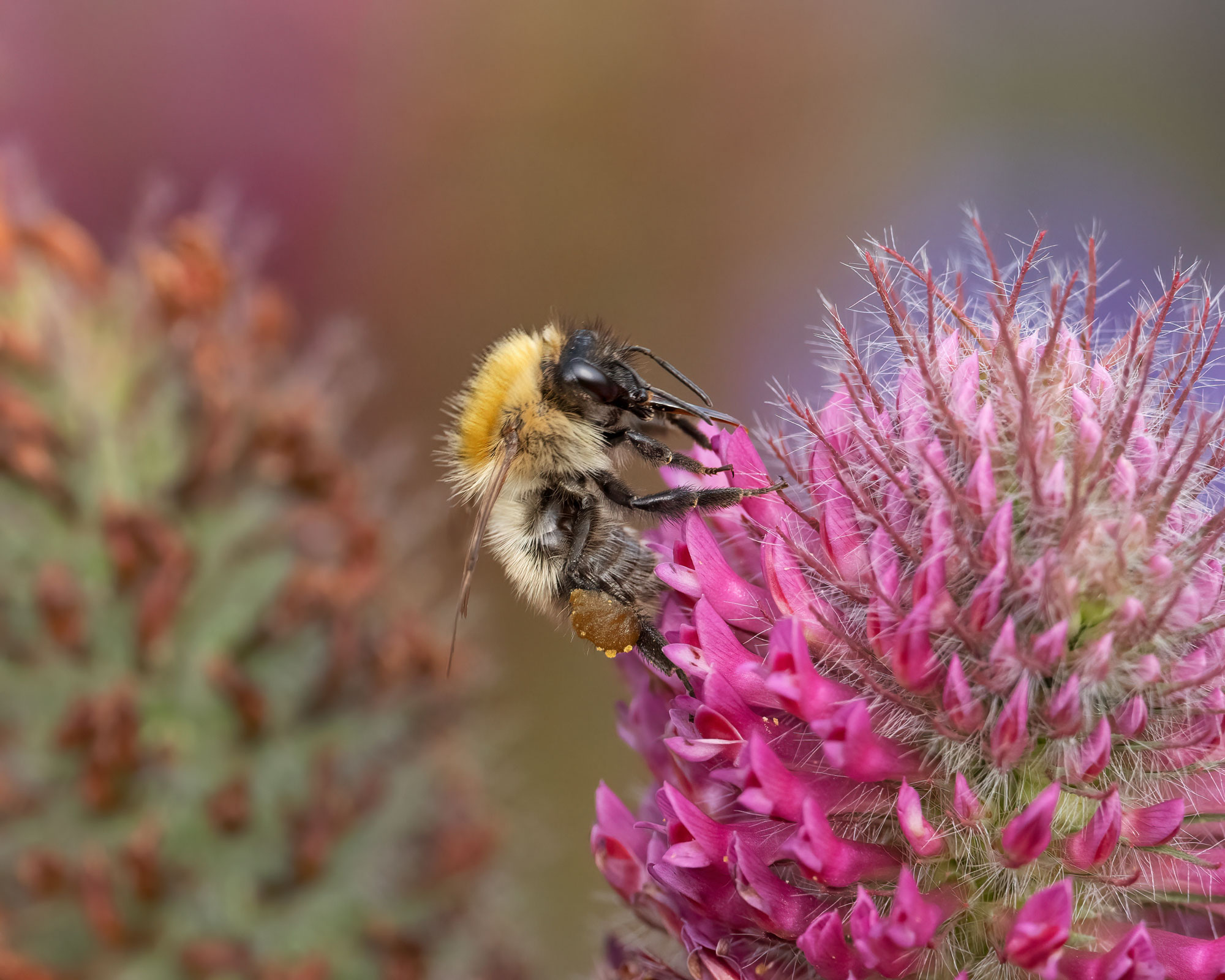 Common Carder Bee. Edmund Fellowes / BTO
