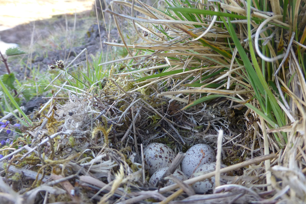 Common Sandpiper nest.
