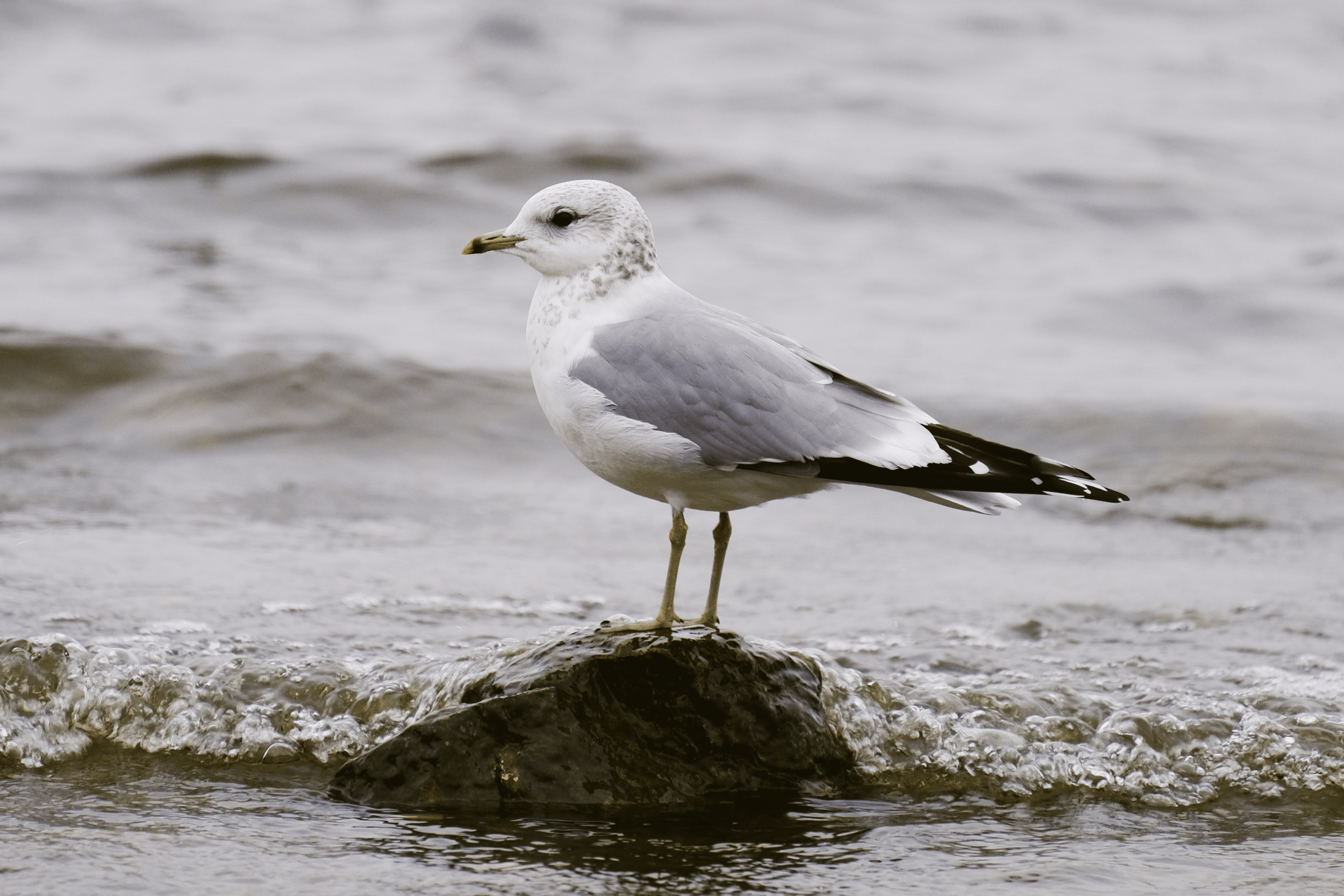 Common Gull. Janis Jonans