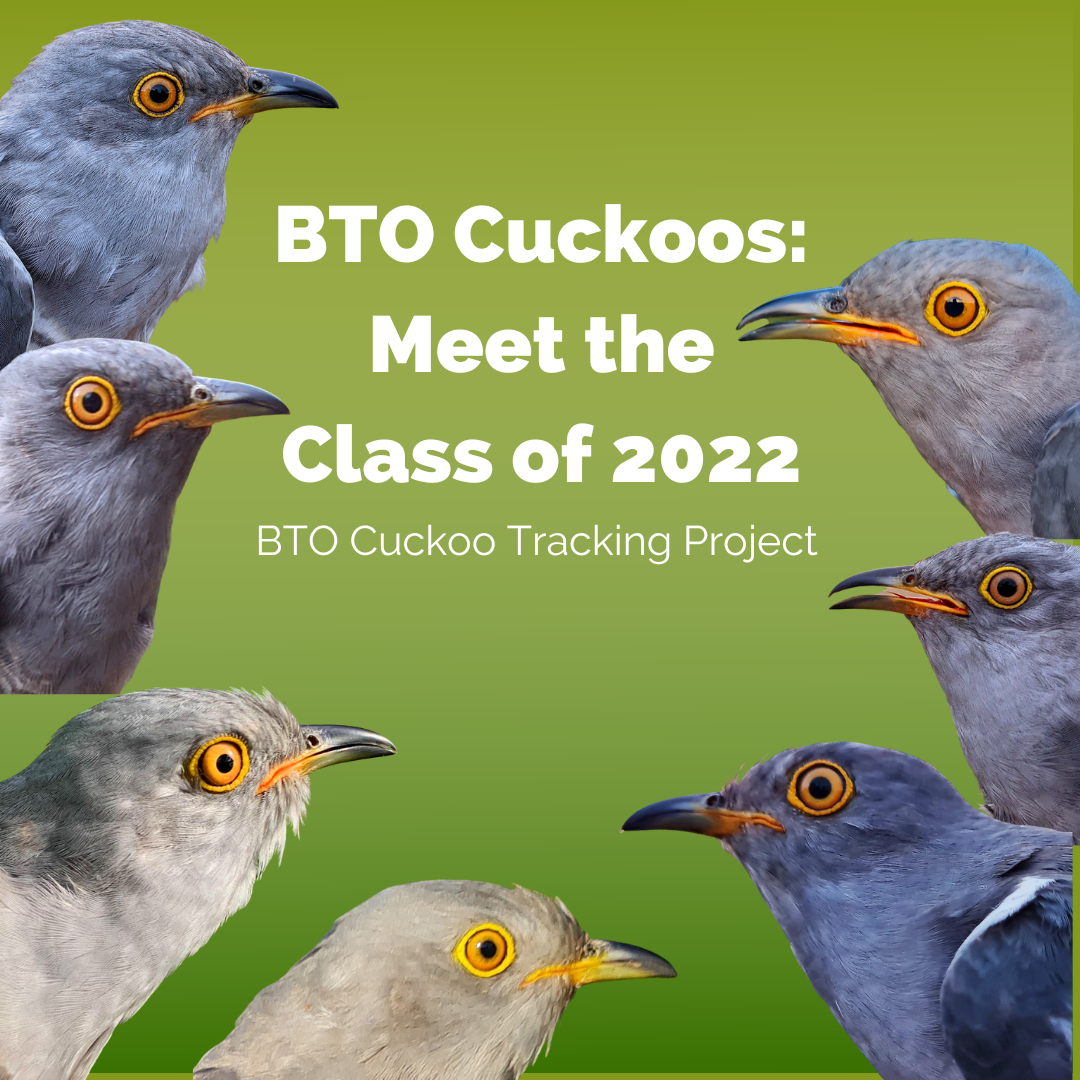 Seven new Cuckoos in 2022. 