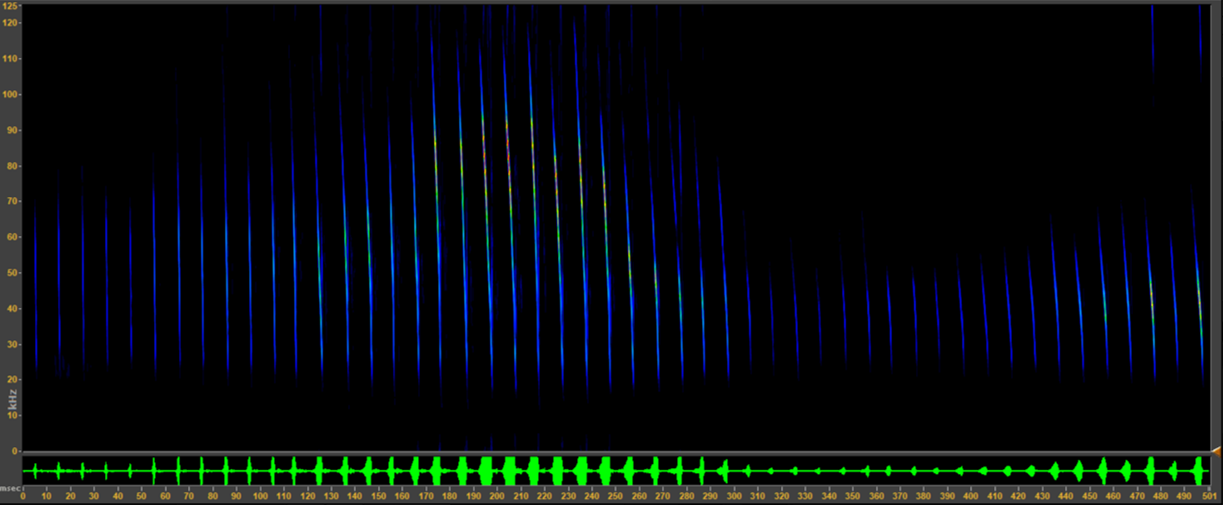 Cryptic Myotis spectrogram. 