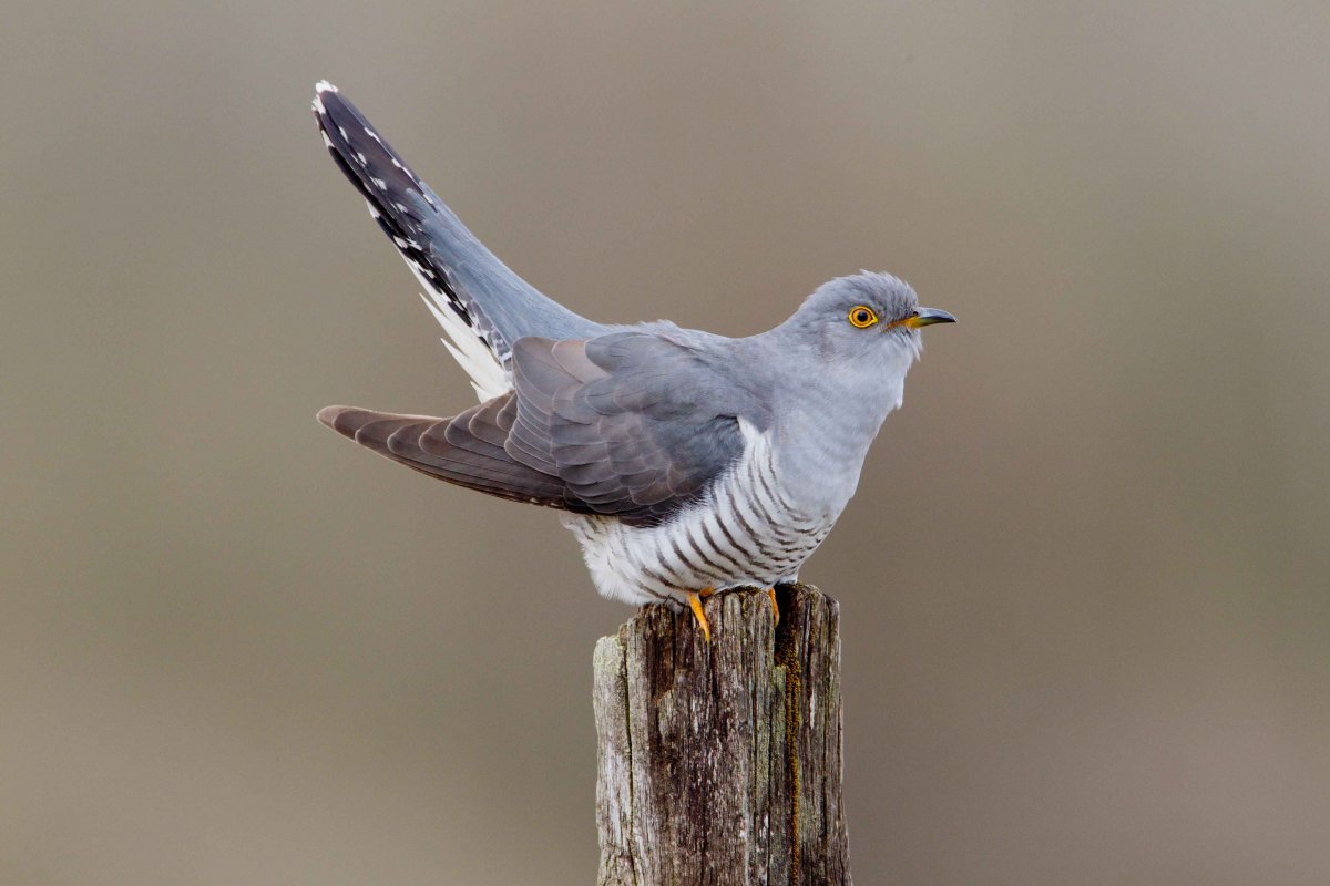 Cuckoo by Edmund Fellowes