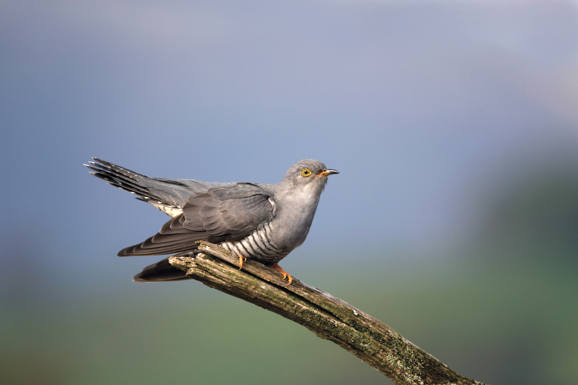 Cuckoo. Edmund Fellowes