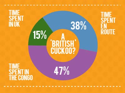 Chris the Cuckoo - Time spent in the UK infographic