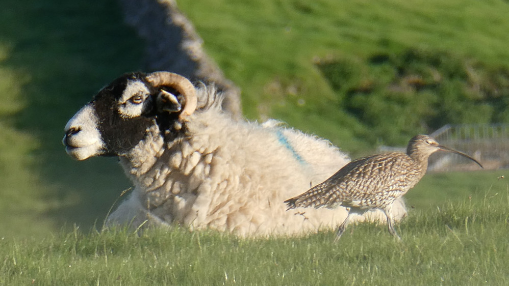 Annie's BBS sites fell on farms in Wharfdale, and she often recorded waders like this Curlew close to livestock. 