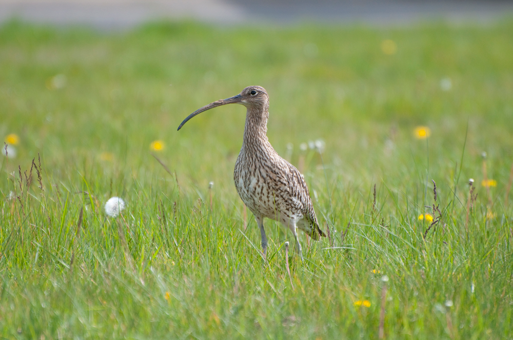 Curlew by Neil Calbrade