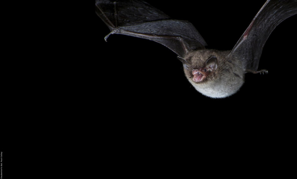 Daubenton's Bat. Paul Colley 