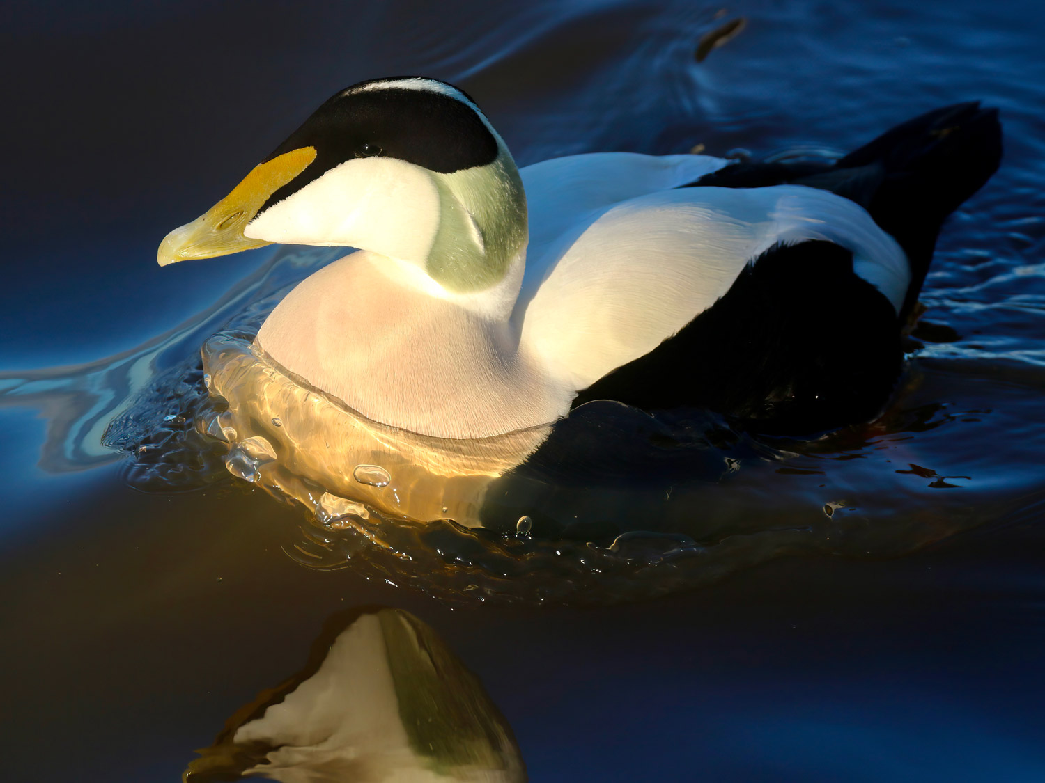 Eider. Tom Cadwallender / BTO