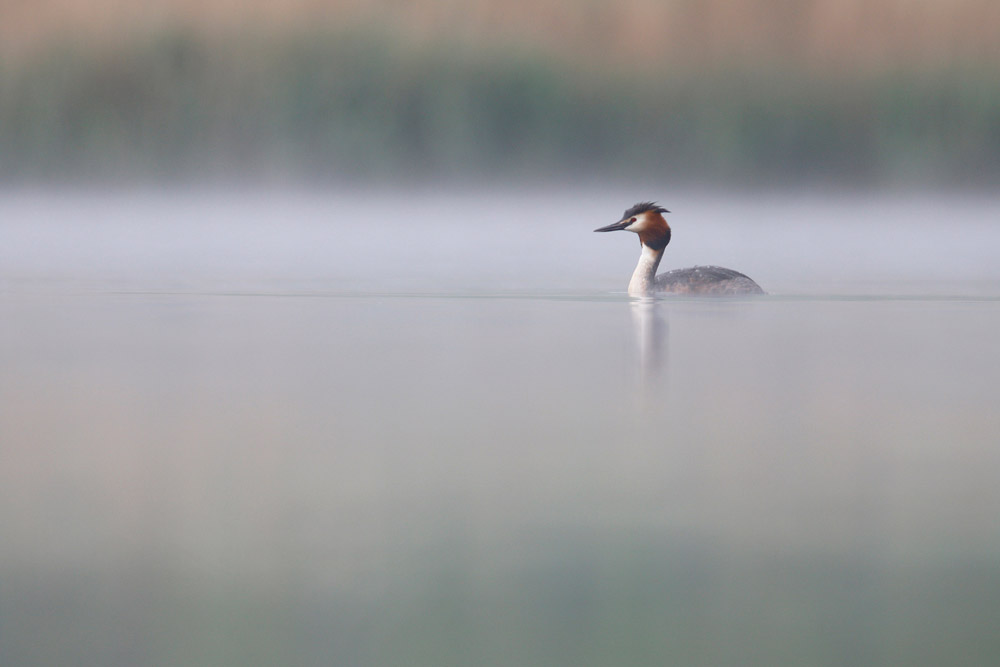 A Great Crested Grebe swimming on a still, misty lake.