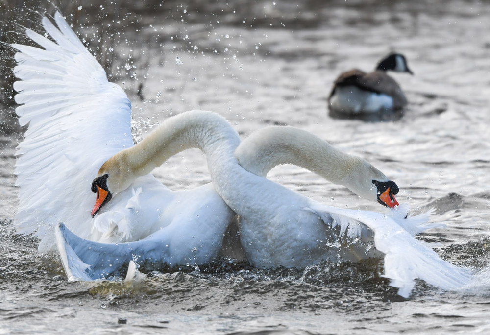 Two male Mute Swans fighting on the water. They are pressing their chests together with their necks entwined and their wings outstretched. They are surrounded by water droplets from their splashing.