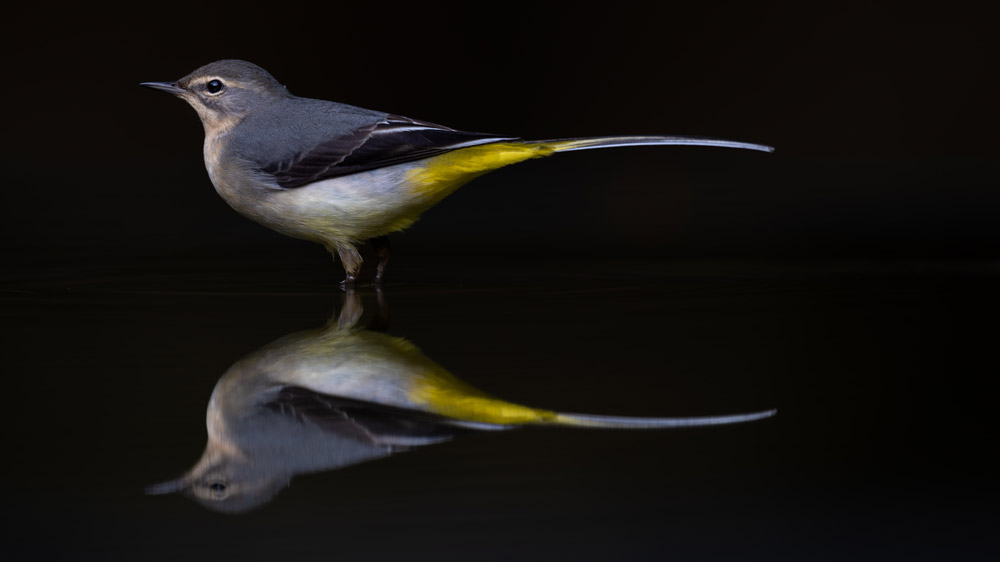 Conrad Dickinson's photograph of a Grey Wagtail is the winner of the 'Fisherman's Friends' category.