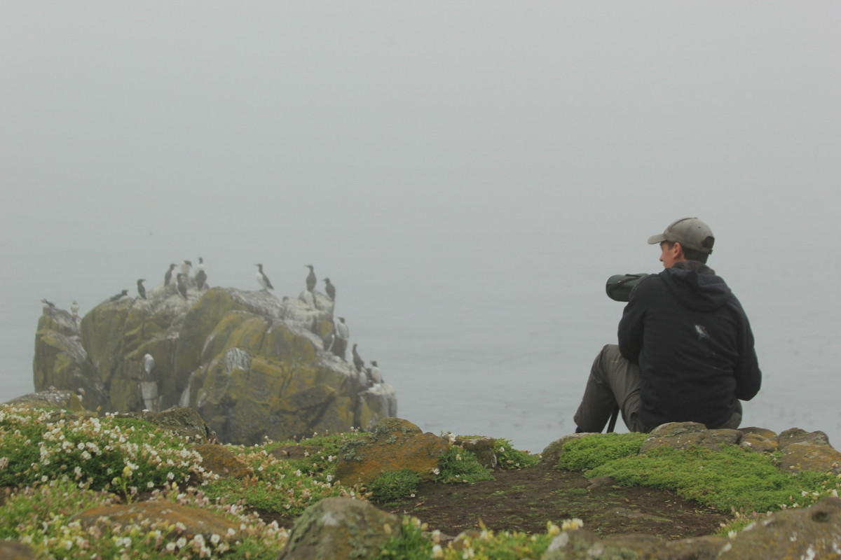Seawatching on the Isle of May. Steve Willis