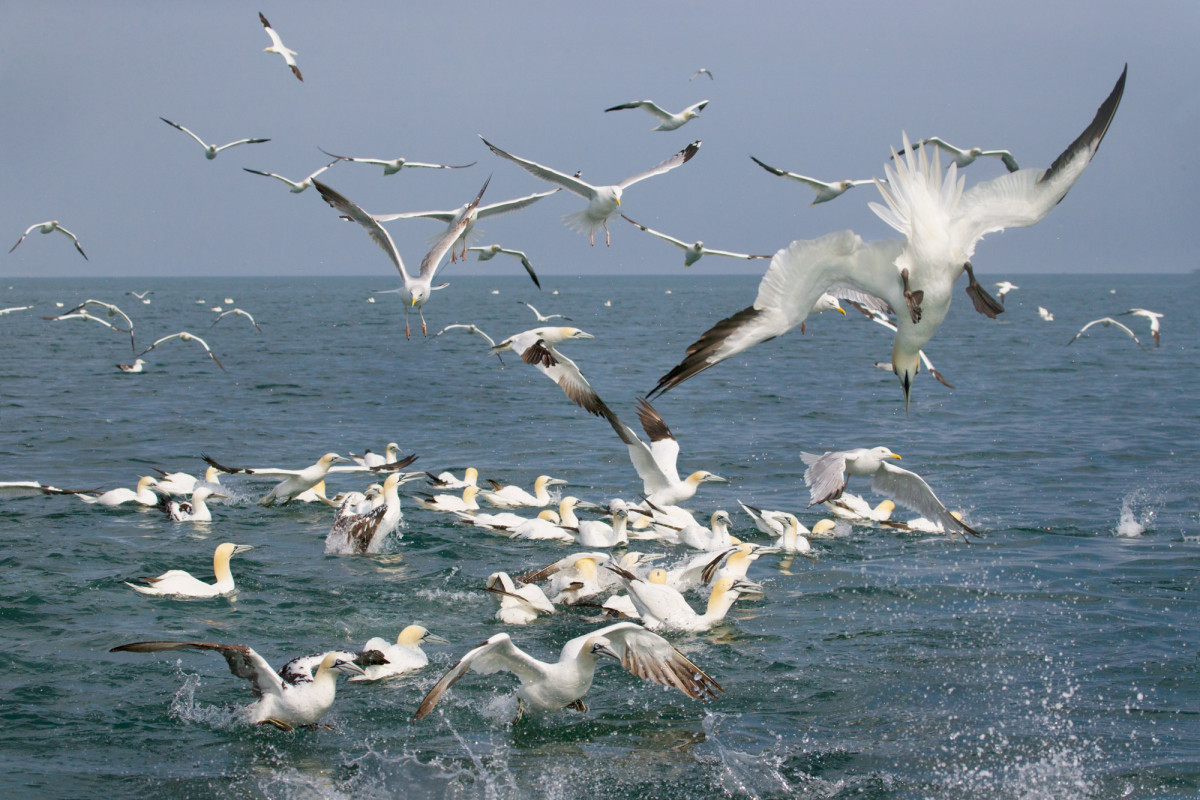 Gannets and Herring Gulls foraging at sea. 