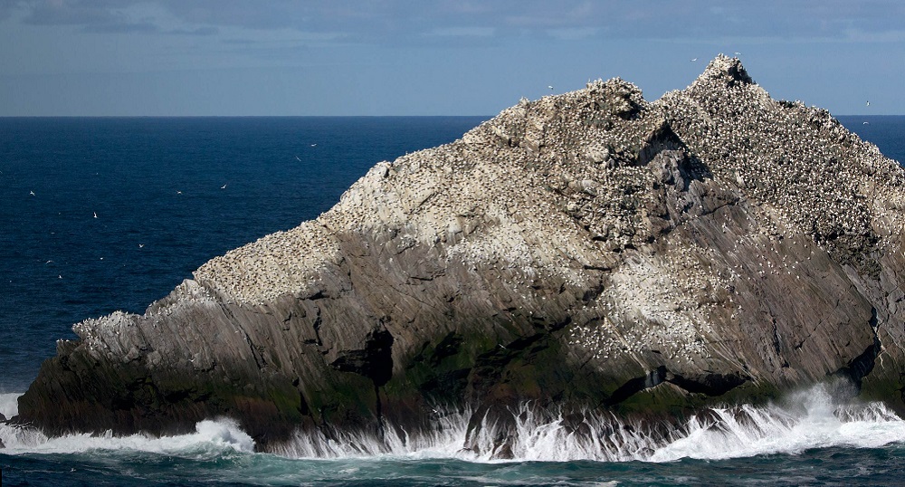 Gannets on a rock, by Edmund Fellowes / BTO