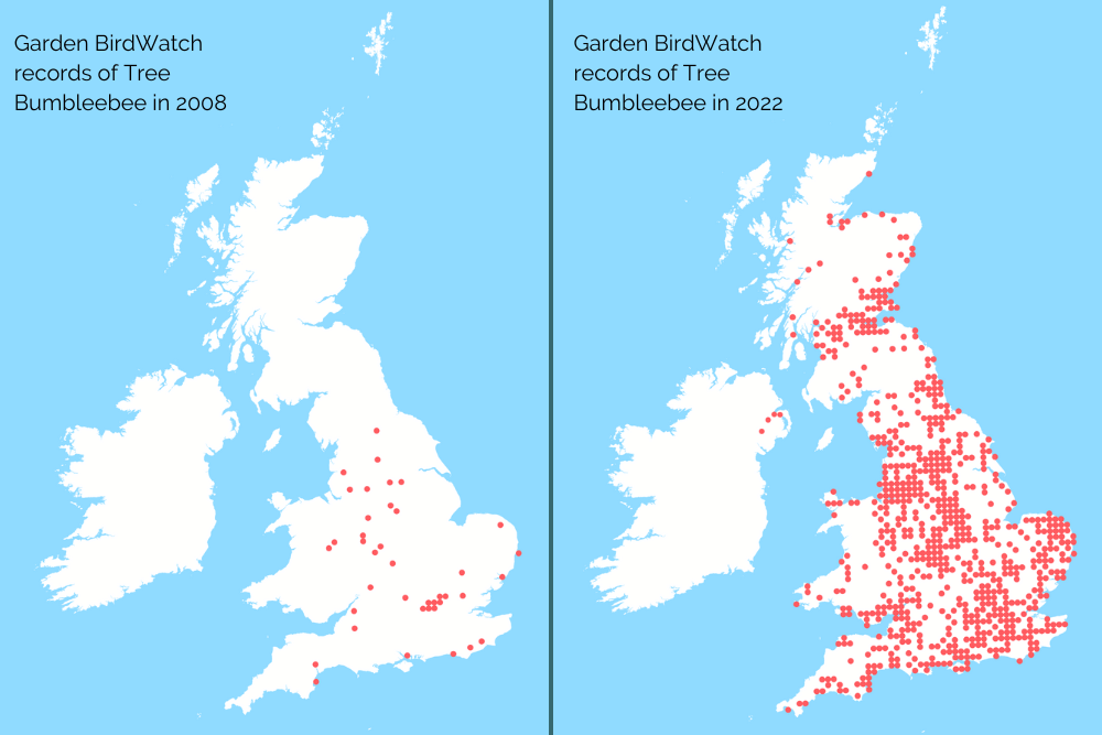 Garden BirdWatch records of Tree Bumblebee show the species’ dramatic spread across the UK, from a few localised sites in central England in 2008 to sites in north Scotland, Wales and Northern Ireland.
