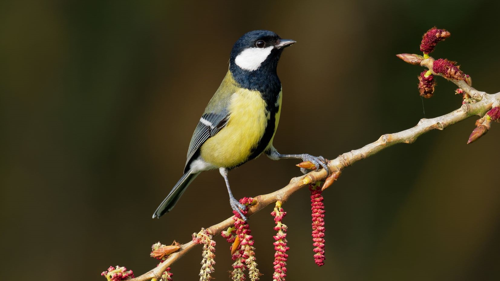 Martin's Birdwatch - Great Tit The Great Tit (Parus major) is a