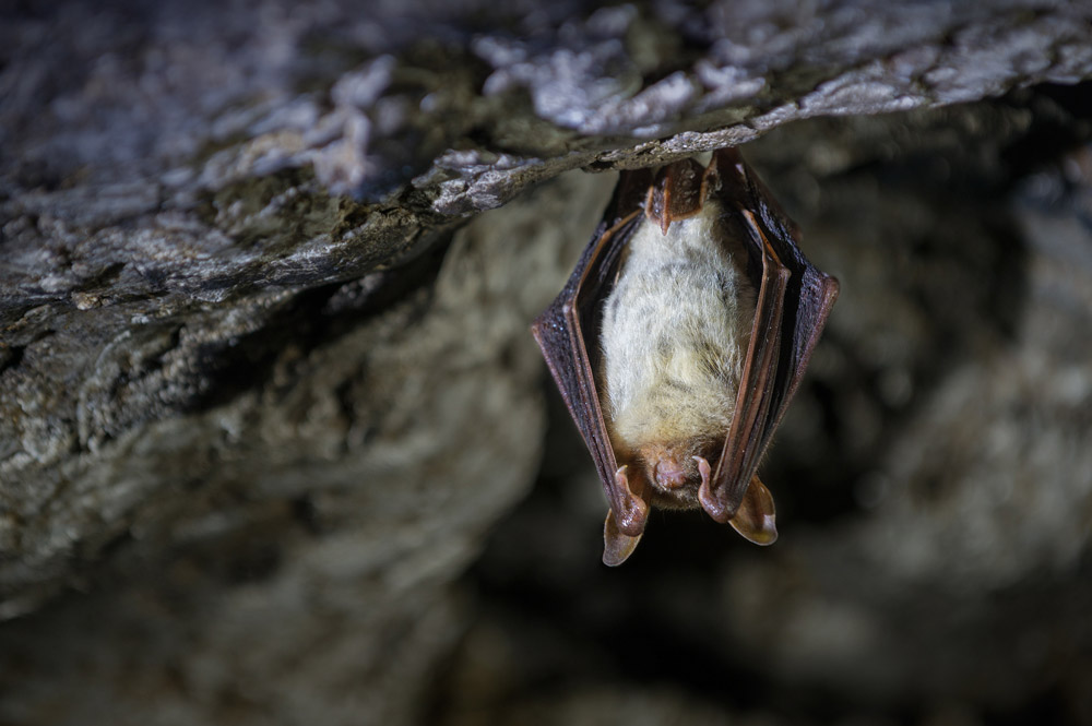 Greater Mouse-eared Bat. Sergey Ryzhkov / stock.adobe.com