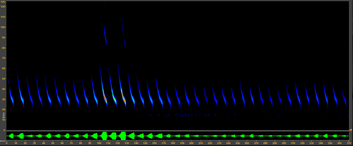 Greater Mouse-eared Bat spectrogram