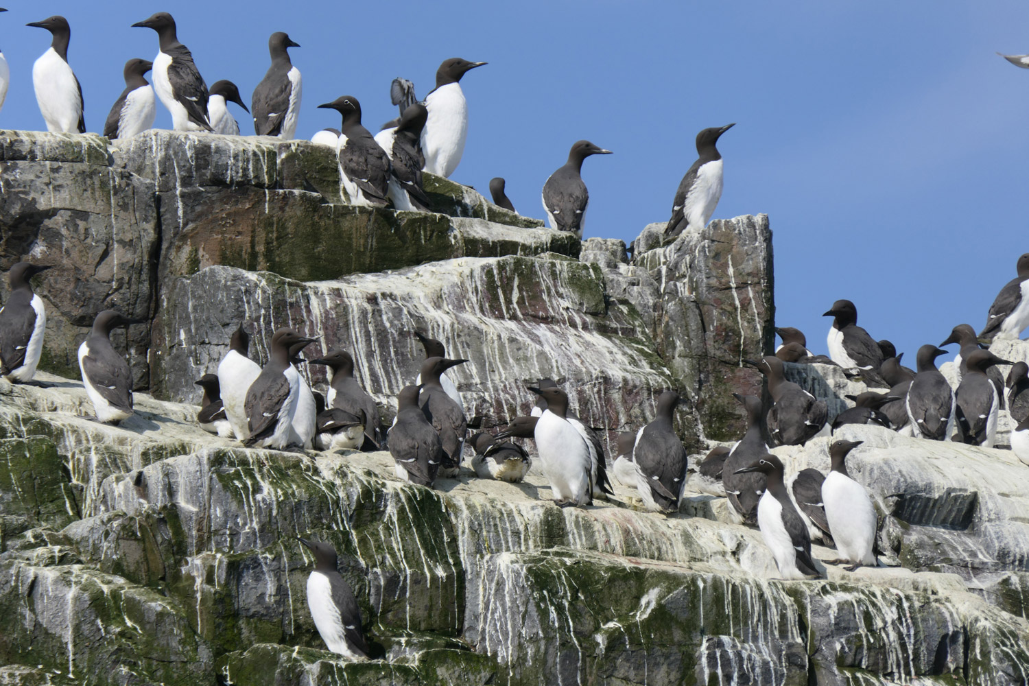 A colony of breeding Guillemots. 