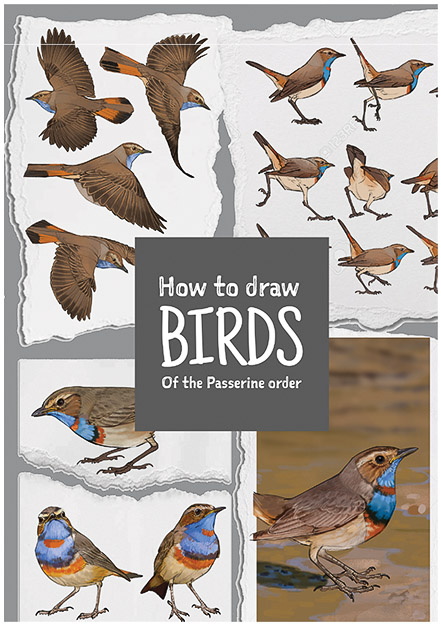 How to Draw Birds of the Passerine Order (cover)