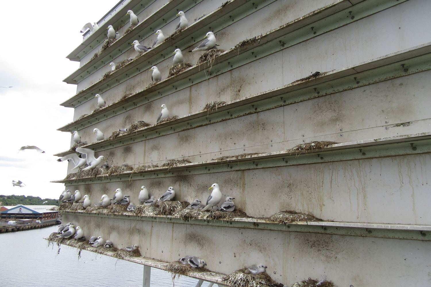 A Kittiwake breeding tower in Gateshead, UK. The tower has multiple nests on it, with adults and chicks present. 