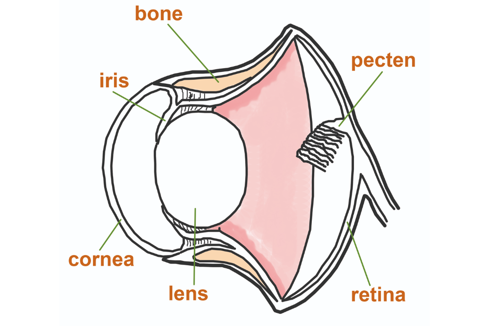 A diagram of an owl eye, showing the cornea at the front of the eye, the iris, which covers the lens, the pecten at the rear of the eye and the retina.