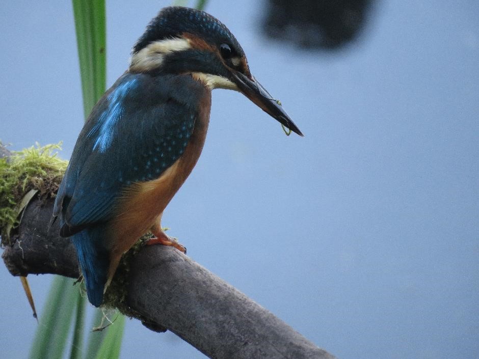 A kingfisher perched on a branch 