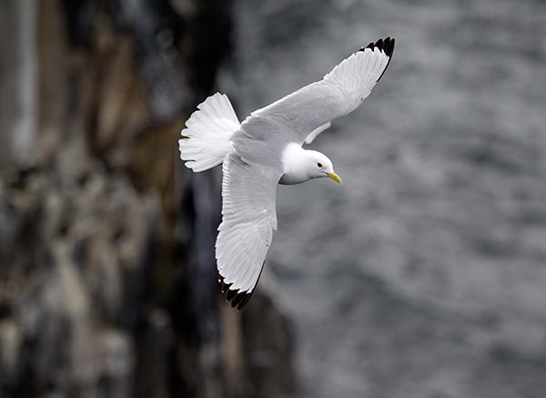 Kittiwake. Edmund Fellowes