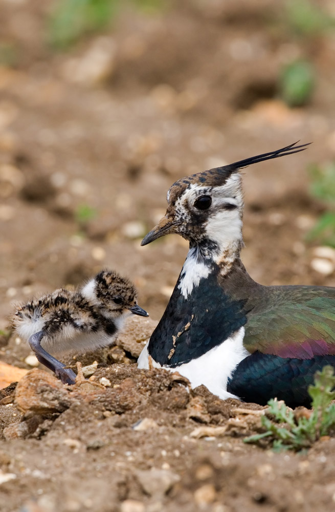 Lapwing and chick by Chris Knights
