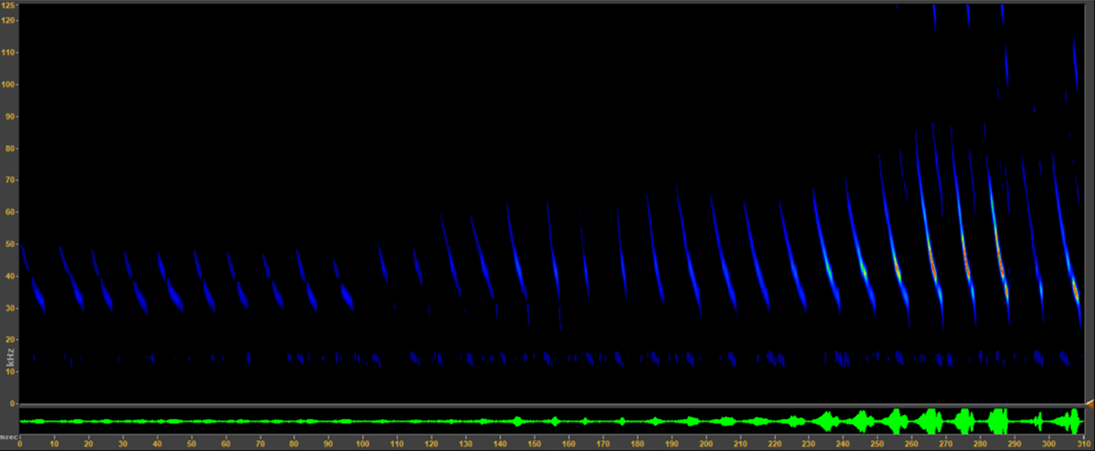 Lesser Mouse-eared Bat spectrogram. 