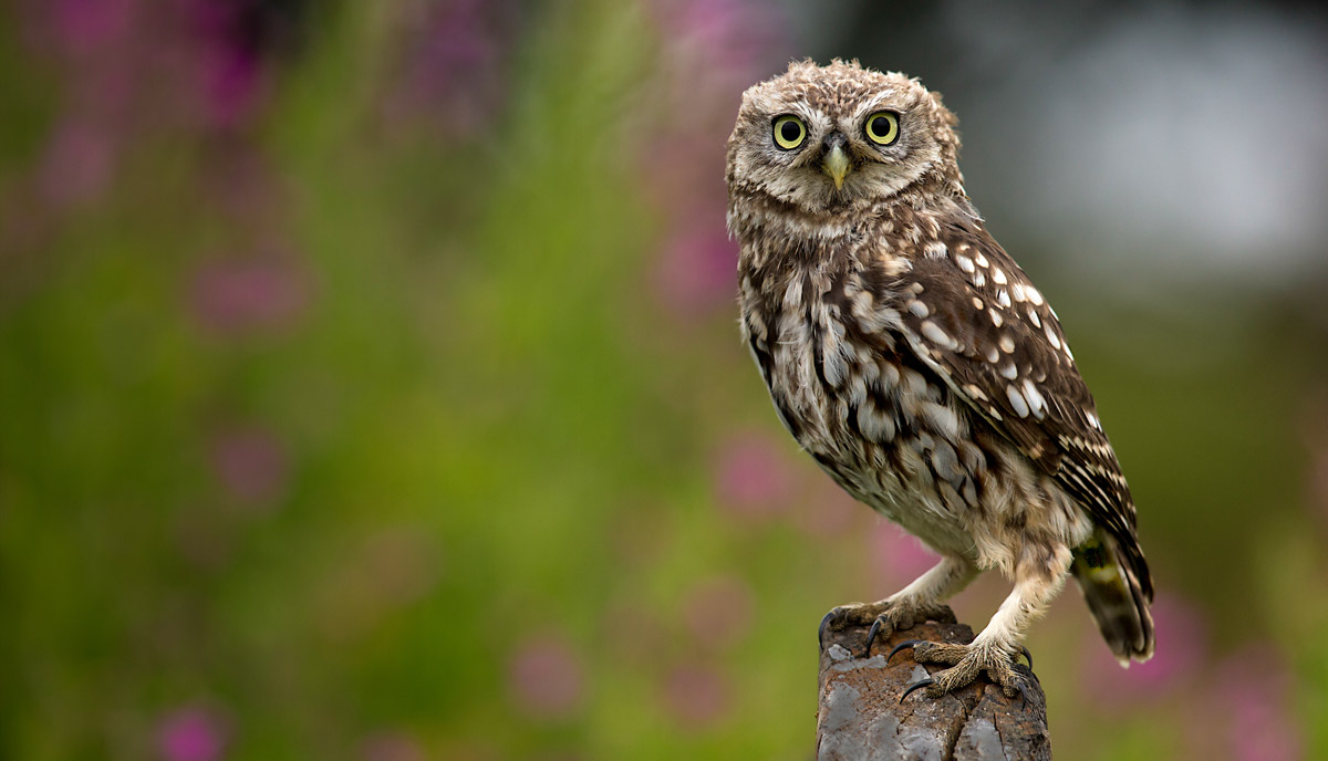 Little Owl. Tom Streeter