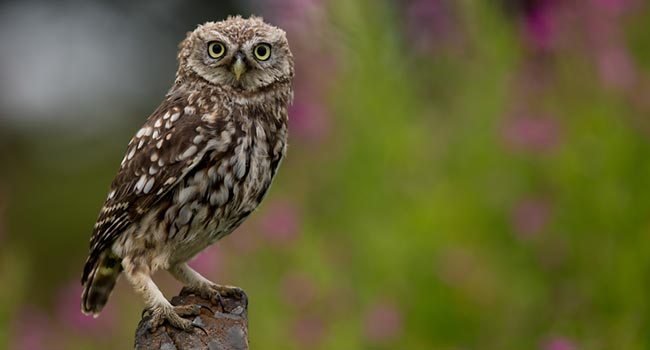 Little Owl. Tom Streeter