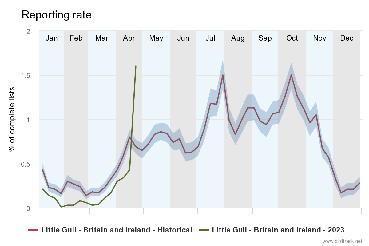 BirdTrack reporting rate for Little Gull in 2023 compared to previous years. There has been a sharp rise in records recently, above the average for this time of year. 