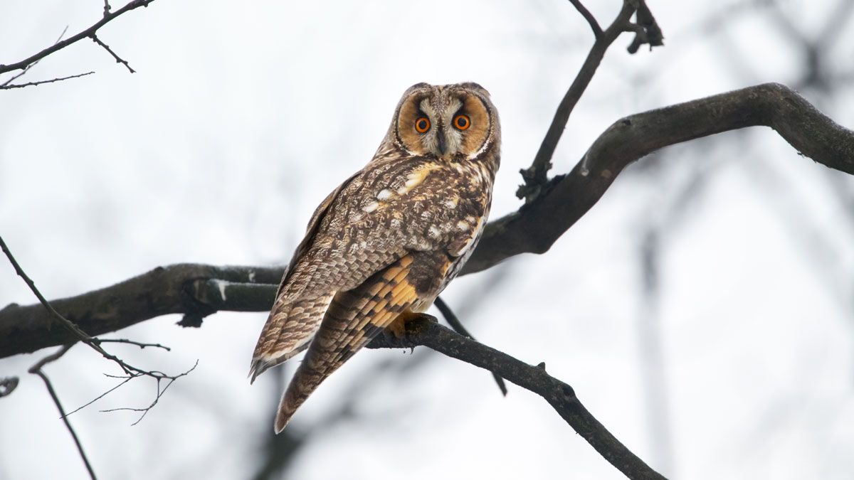 Long-eared Owl. Edmund Fellowes