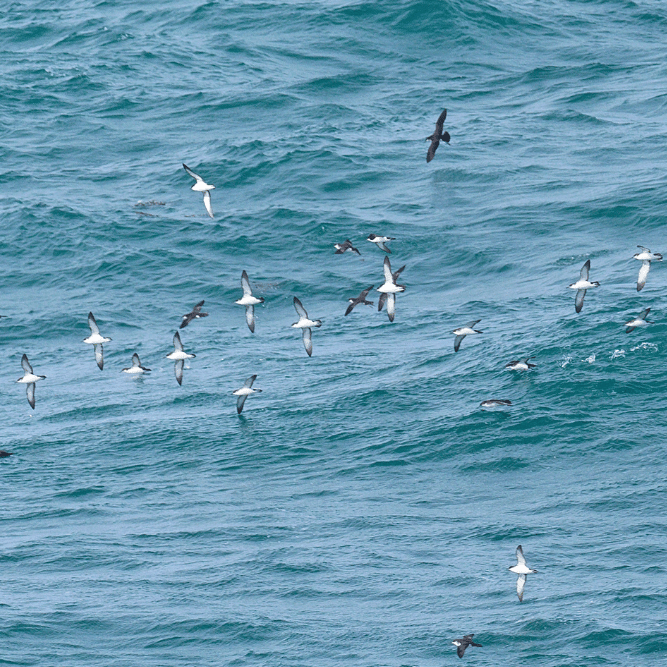 Manx Shearwaters by Small Coot