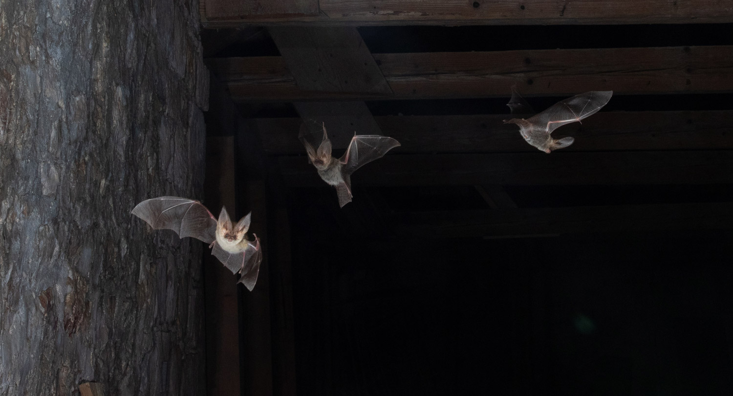 Mediterranean Long-eared Bats in the Abbots room of the monastery on Lokrum Island, Croatia.