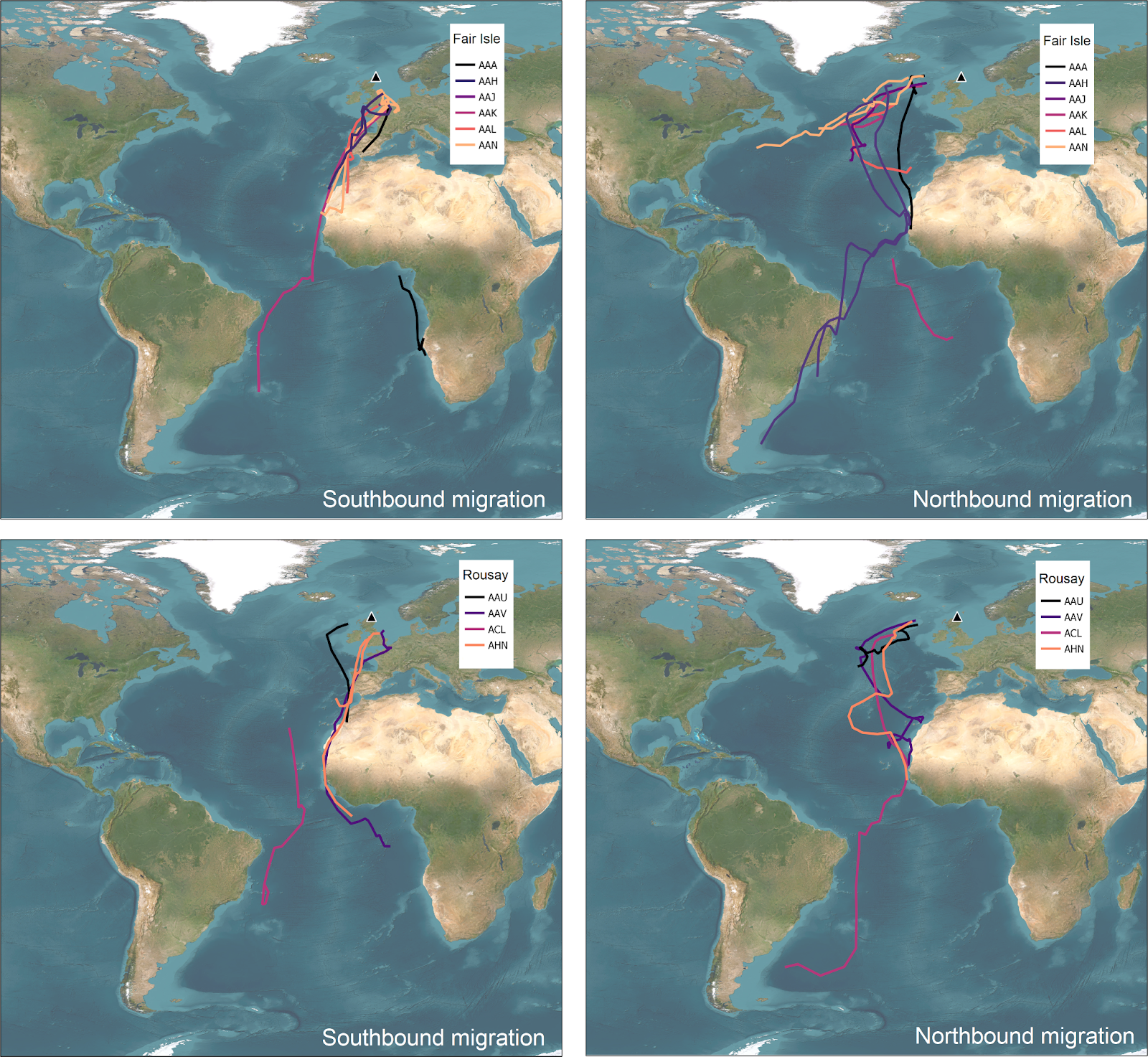 Four maps of the Arctic Skuas' migratory routes, showing the southward and northward journeys. On the southward journey, most birds moved through the North Sea and the English Channel then along the Iberian Peninsula and off West Africa., On the northward journey, individuals that wintered around the Patagonian Shelf and Benguela Current returned north via West Africa. All the birds, including those wintering in the Canary Current, headed into the mid-Atlantic before returning to Scotland.