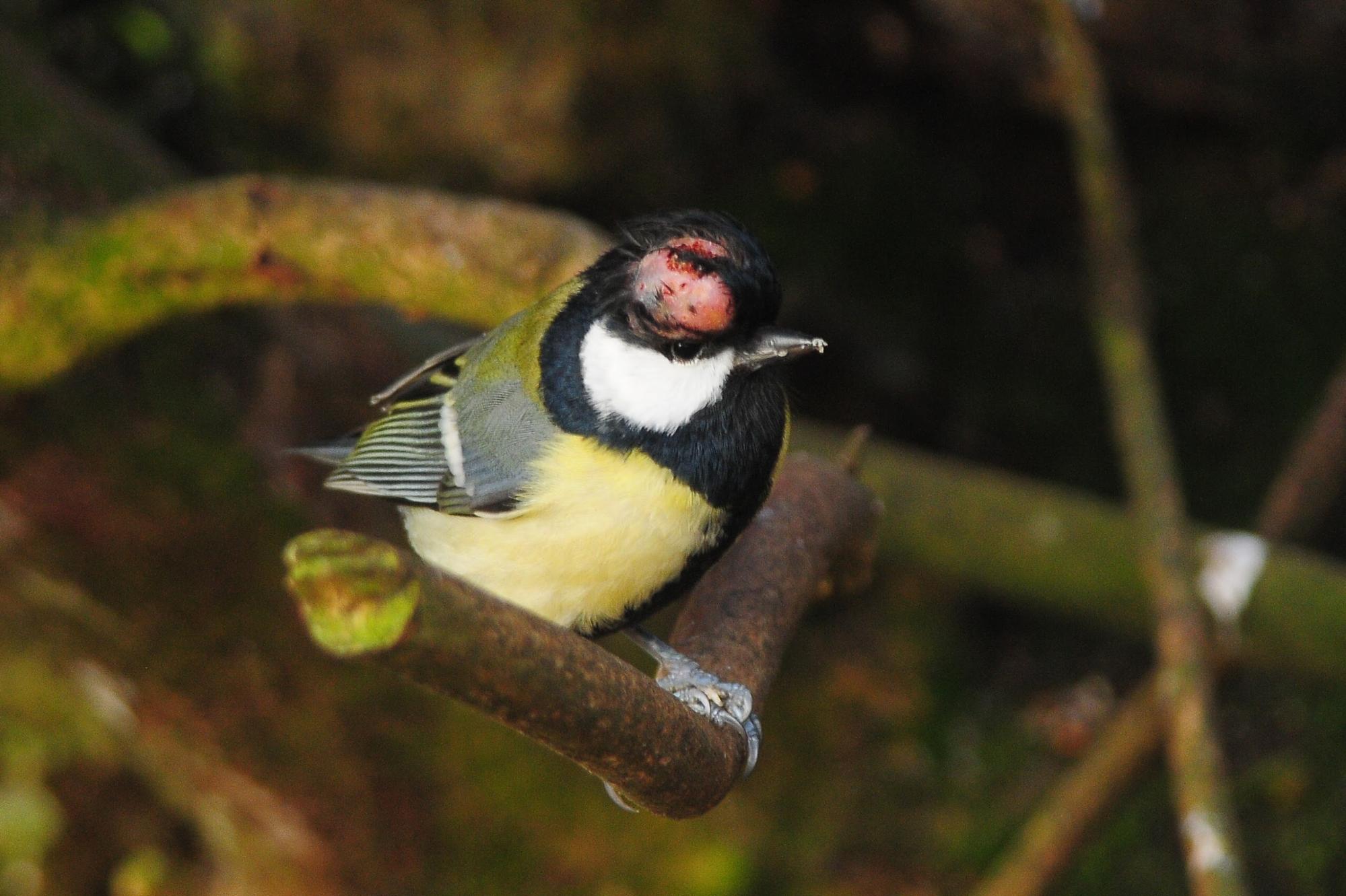 Great Tit with avian pox (Tommy Holden / BTO)