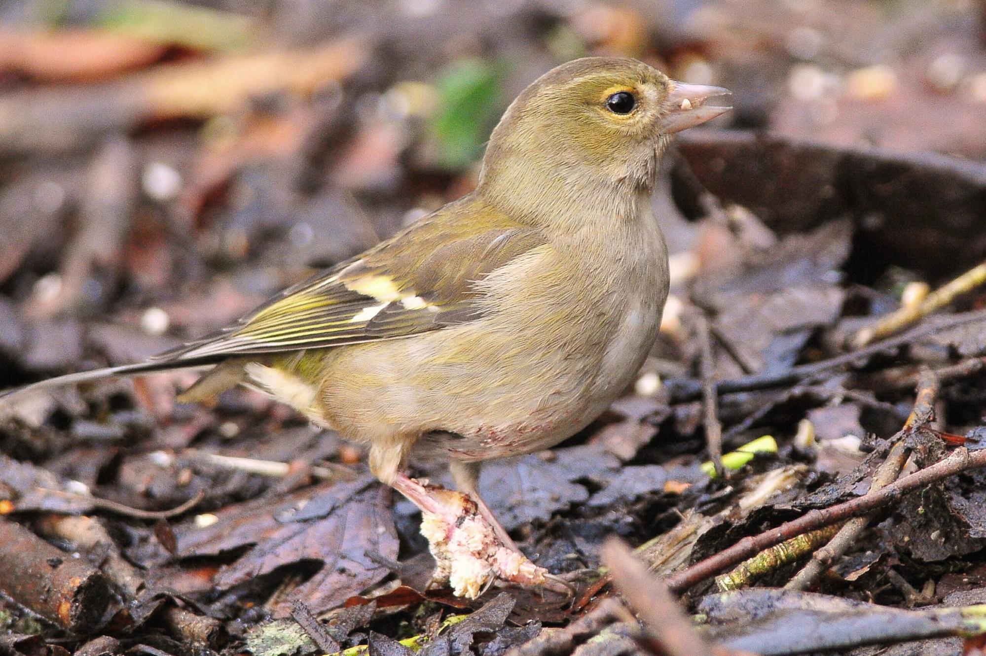 Chaffinch with ‘scaly leg’ (Tommy Holden / BTO)