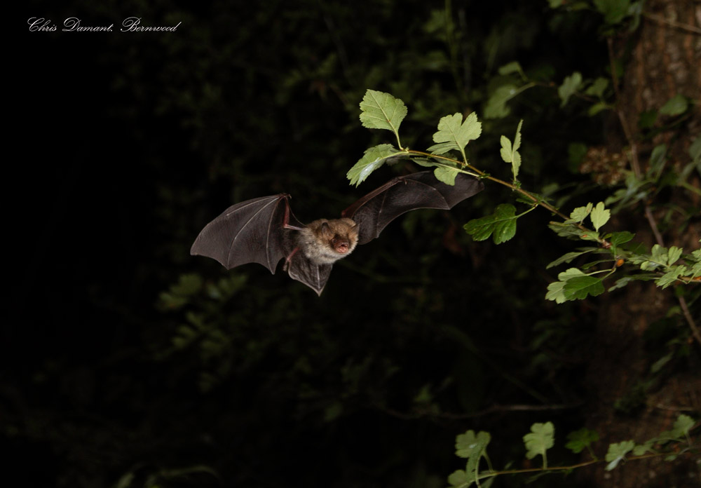 Natterer’s Bat, by Chris Damant / Bernwood Ecology