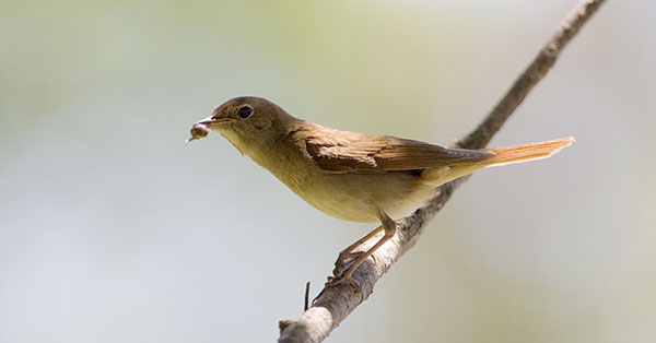 Nightingale, by Edmund Fellowes / BTO