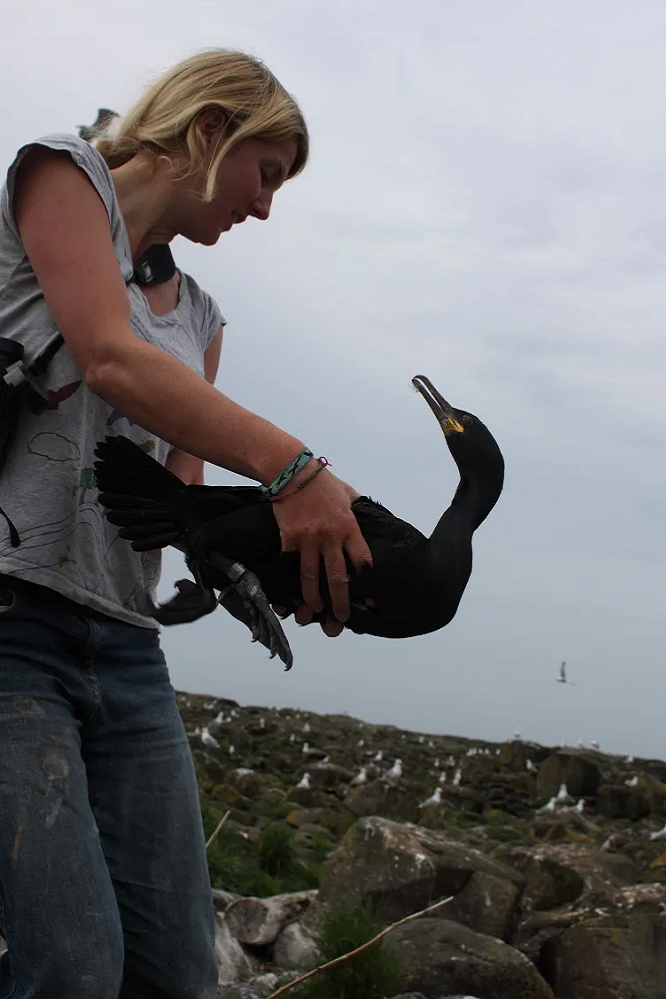 Nina O'Hanlon undertaking seabird research at a breeding colony.