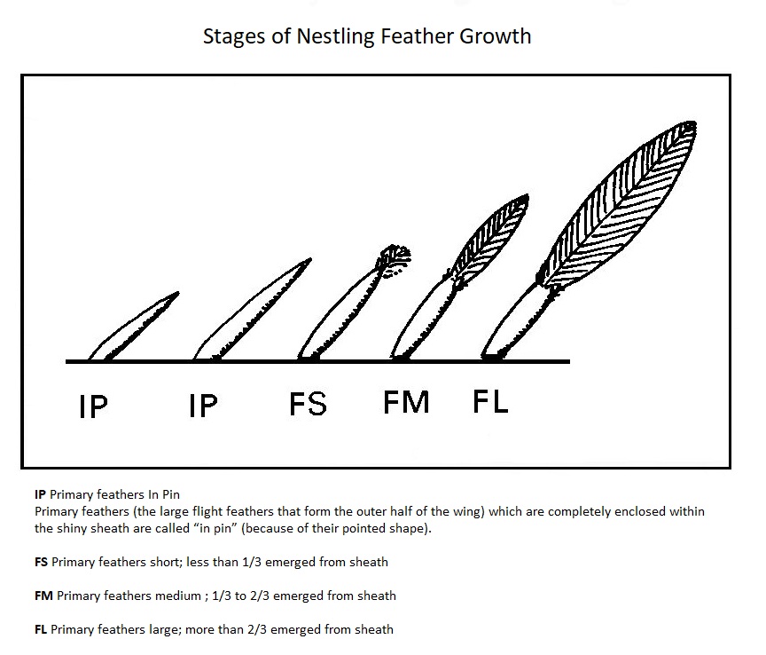 Frequently asked questions BTO British Trust for Ornithology