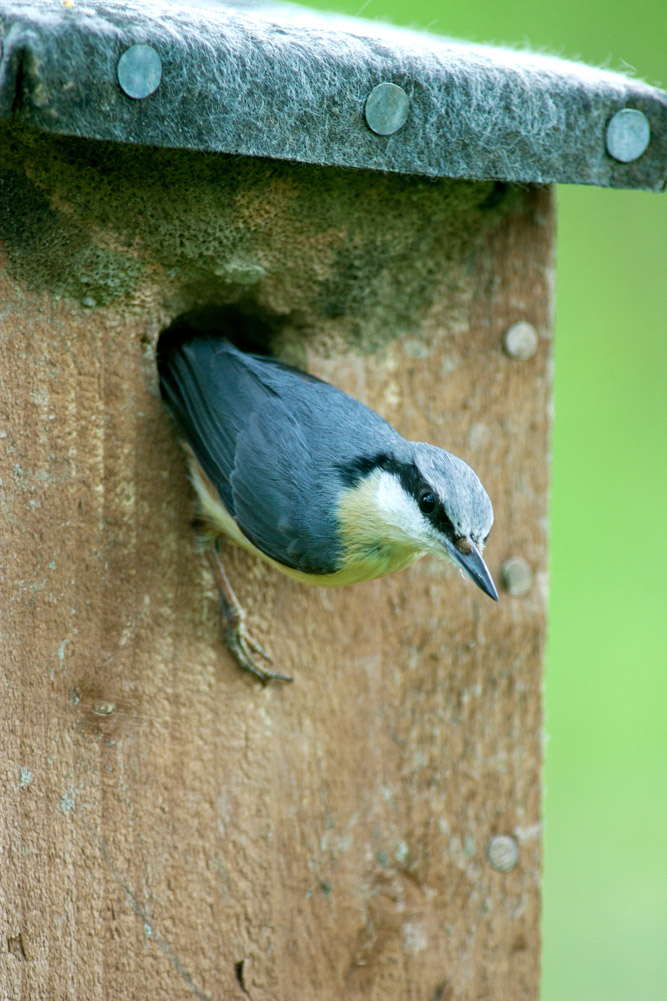 Nuthatch in a nestbox.